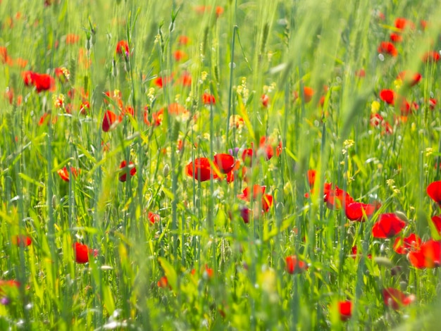 Rode papaverbloem onder groen gras op een zonnige dag