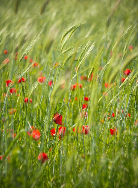 Rode papaverbloem onder groen gras op een zonnige dag