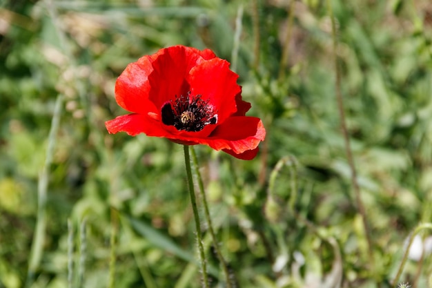 Rode papaverbloem op de groene weide