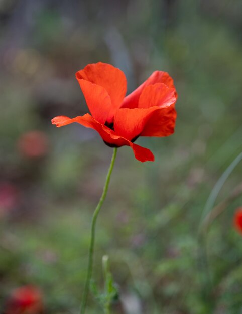 Foto rode papaverbloem op een lentedag