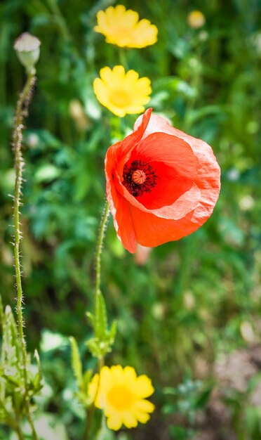 Rode papaverbloem op groene weide in Bretagne