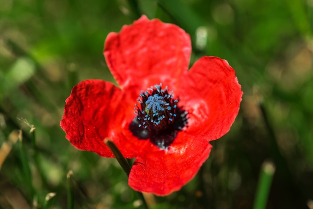 Rode papaverbloem op weide