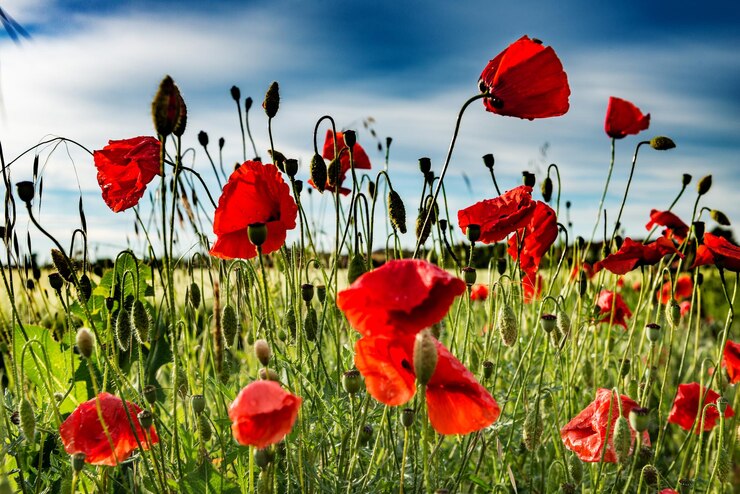 Foto rode papaverbloemen bloeien op het veld.