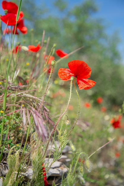 Rode papaverbloemen die in de zomer tussen groen gras bloeien