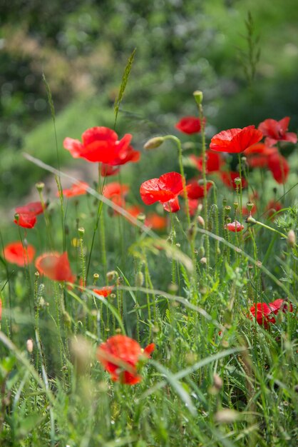 Rode papaverbloemen die tussen groen gras bloeien