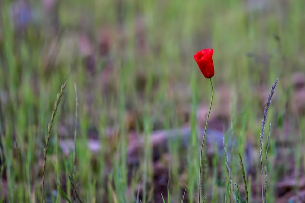 Rode papaverbloemen in de graanvelden