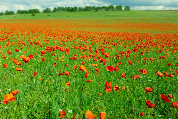 Rode papaverbloemen op een gebied