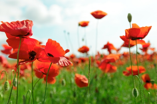 Rode papaverbloemen op een gebiedsachtergrond