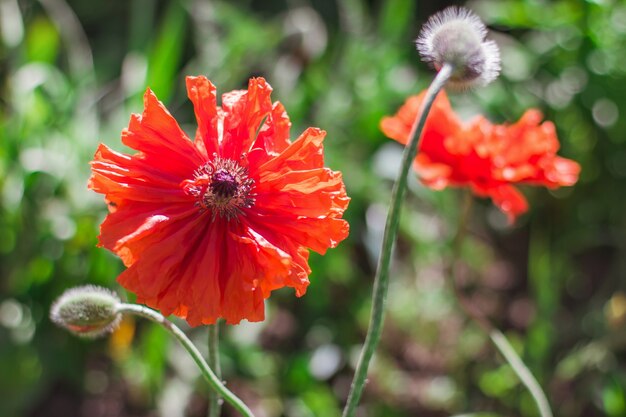 Rode papaverbloemen op een vage vegetatieachtergrond