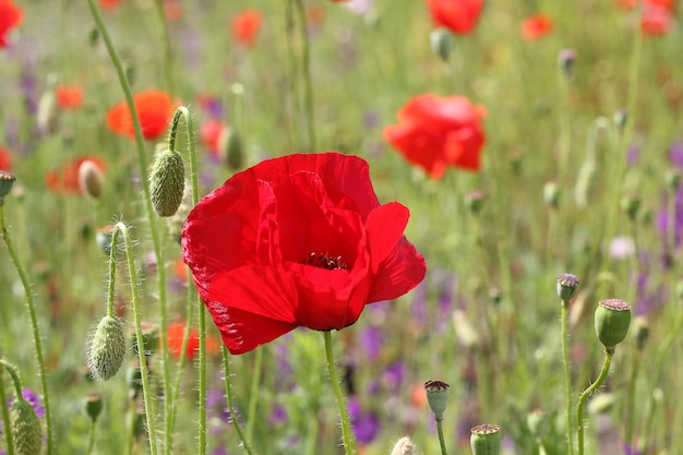 Rode papaverbloemen