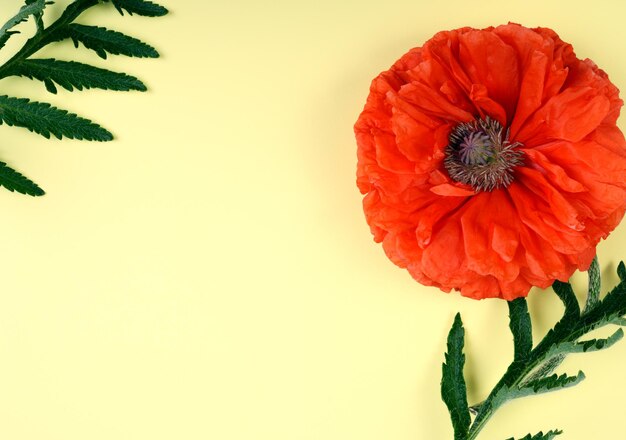 Rode papaverpapaver met groene bladeren op een gele achtergrond