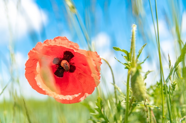 Rode papavers bloeiden in het veld. kever zittend op een bloem