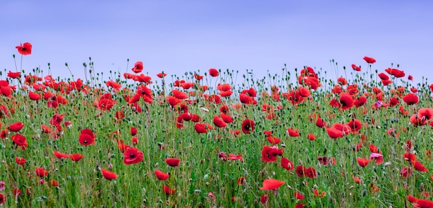 Rode papavers bloeien in het veld