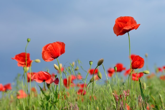 Rode papavers bloem veld