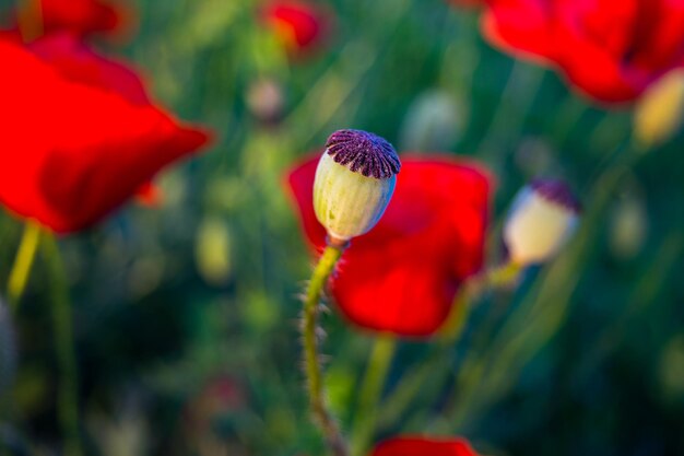 Rode papavers bloemen en hoofden, groen gras op de achtergrond in de zomer veld close-up afbeelding. Gerijpte rode Poppy bloemen en capsules close-up.