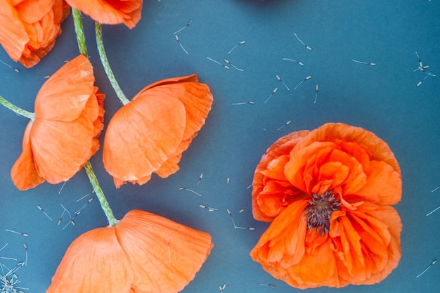 Rode papavers boeket op een grijze achtergrond