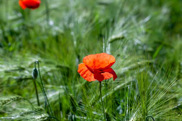 Rode papavers groeien op een landbouwgebied met granen