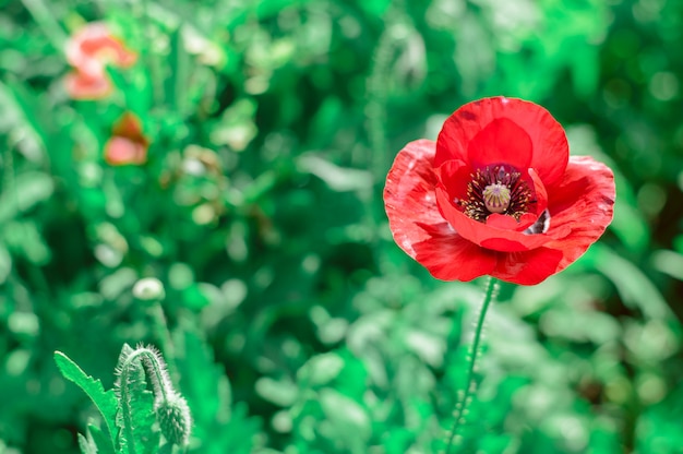 Rode papavers in de tuin