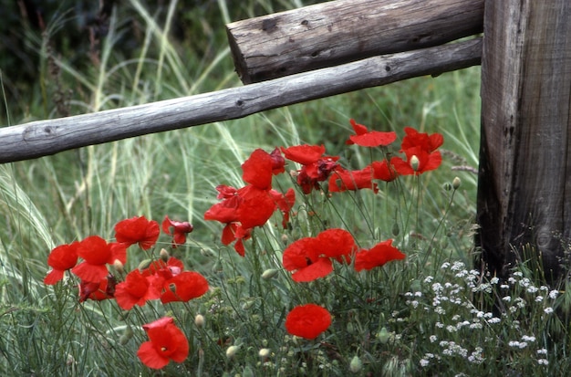 Rode papavers in de tuin