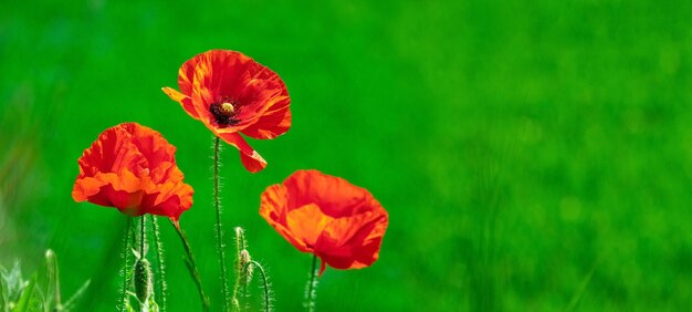 Rode papavers in een veld op een achtergrond van groen gras Kopieer de ruimte