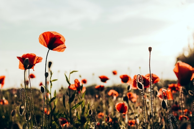 Rode papavers in een veld tegen de achtergrond van een zonsondergang. mooie bloemenfoto voor inhoud.