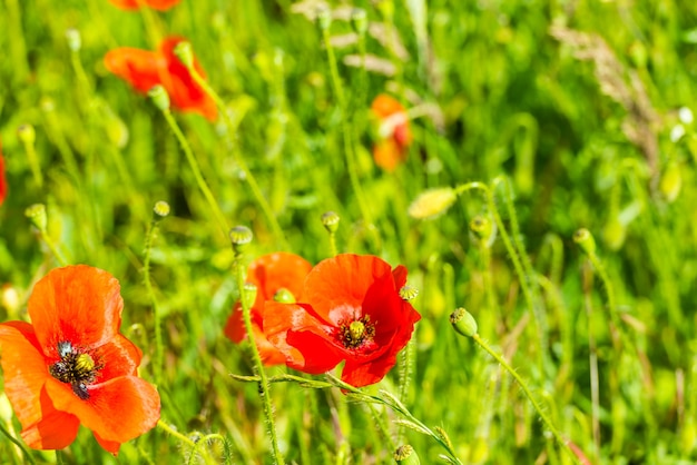 Rode papavers in een zomerweide op zonnige dag. Horizontaal schot