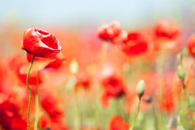 Rode papavers in het veld.