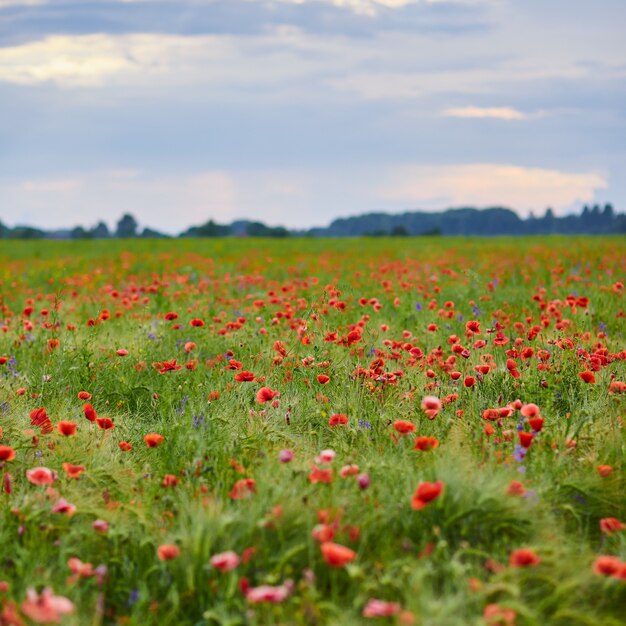 Rode papavers in volle bloei groeien op het veld Onscherpe achtergrond