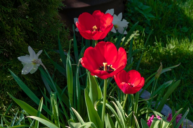 Rode papavers op de achtergrond van groen gras en narcissen in de tuin