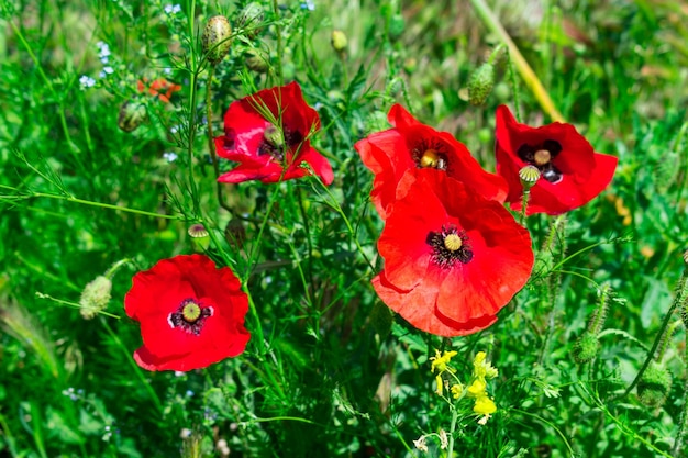 Rode papavers op een achtergrond van groen grasveld