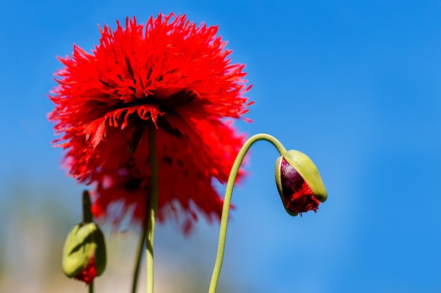 Rode papavers op een blauwe hemel als achtergrond.