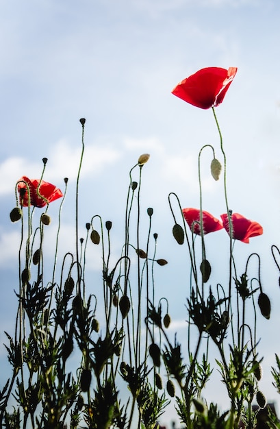 Foto rode papavers op lange groene stengels tegen een blauwe lucht. verticale foto