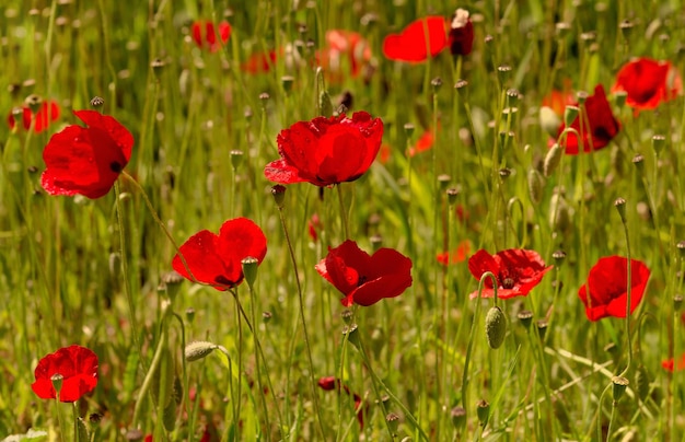 Rode papavers papaver rhoeas groeien in de hooglanden op een weide op een zonnige lentedag