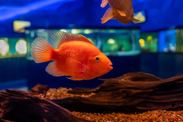 Rode papegaaivissen zwemmen in een transparant aquarium