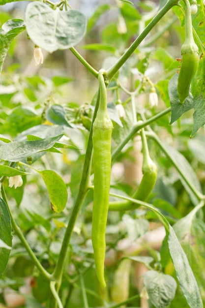 Rode paprika, koken van grondstoffen op plant.