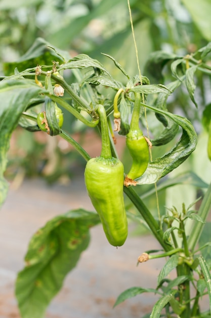 Rode paprika, koken van grondstoffen op plant.