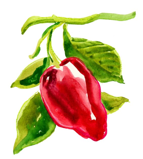 Rode paprika op een tak. Inkt en aquarel tekenen