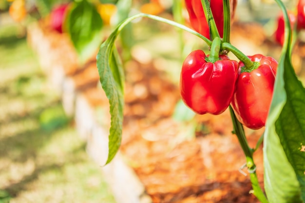 Rode paprika plant groeit in biologische tuin