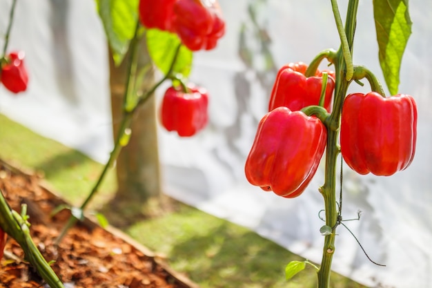 Rode paprika plant groeit in biologische tuin