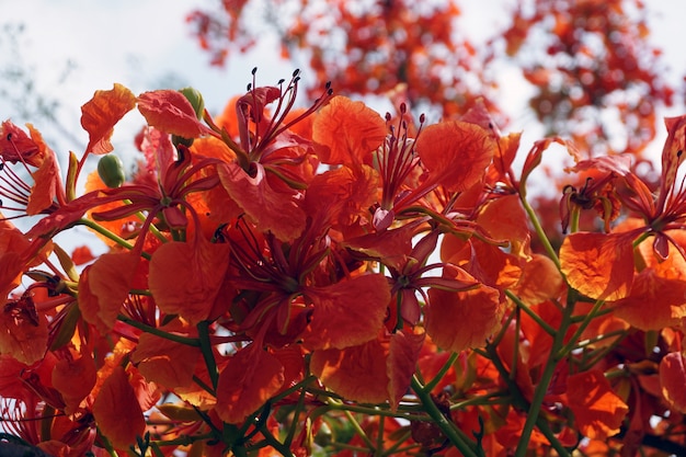 Foto rode pauwbloemen of pulcherrima-bloemen van caesalpinia die bloeien in felle kleuren