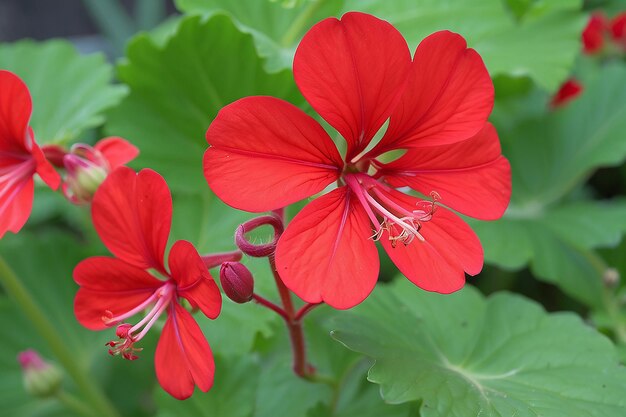 Rode pelargonium in de tuin