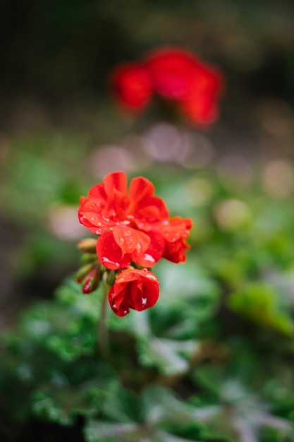 Rode pelargonium Rode geranium bloeit in de zomertuin Heldere pelargonium close-up Een kamerplant