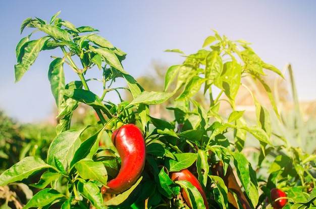 Rode peper groeit in het veld. Groeiende biologische groenten. Eco-vriendelijke producten.