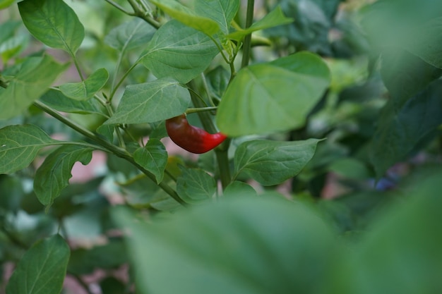 Rode peper hangend aan de peperboom