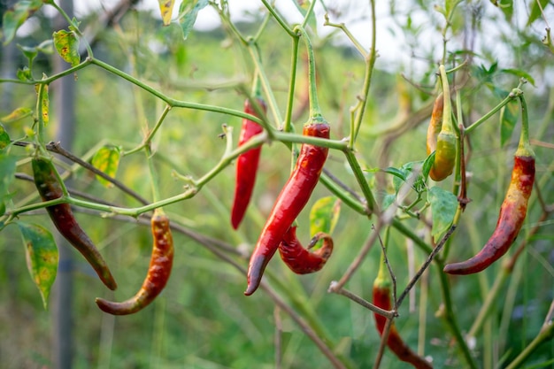 Rode peperplanten in de peperboerderij of in het veld Chilipepers in de biologische landbouw