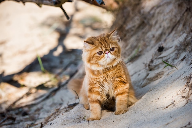 Rode Perzische kat die op het strand loopt