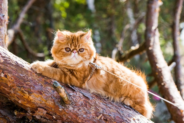 Rode Perzische kat klimmen en zitten op de boom