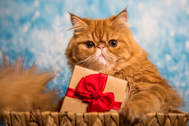 Rode Perzische kat met geschenkdoos op Kerstmis op een blauwe kerstachtergrond met sneeuw