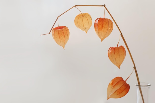 Rode physalis bloemen geïsoleerd op een witte achtergrond met copyspace Minimalistische ontwerp compositie