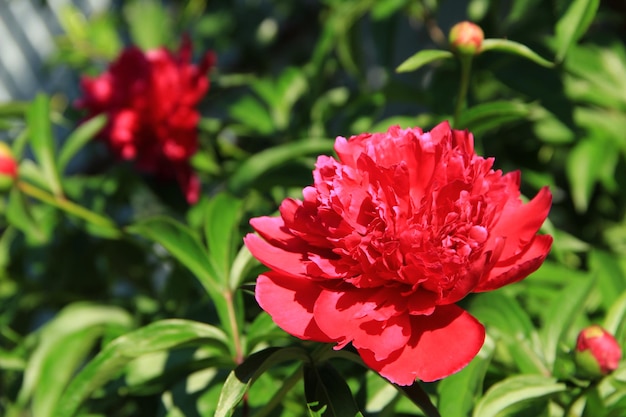 Rode pioenbloem met groene bladerenclose-up